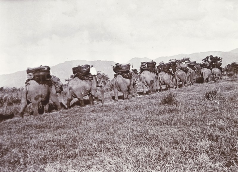 Elephants on parade. A procession of elephants, laden with large baskets, travel in single file up a grassy slope, guided by their mahouts (elephant handlers). The animals would have been used to manoeuvre timber in the teak forests of Burma (Myanmar). Burma (Myanmar), circa 1910. Burma (Myanmar), South East Asia, Asia.