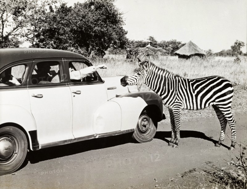 A zebra approaches a car. A driver in a stationary car holds his hand out of the window to pet an approaching zebra. Northern Rhodesia (Zambia), circa 1950. Zambia, Southern Africa, Africa.