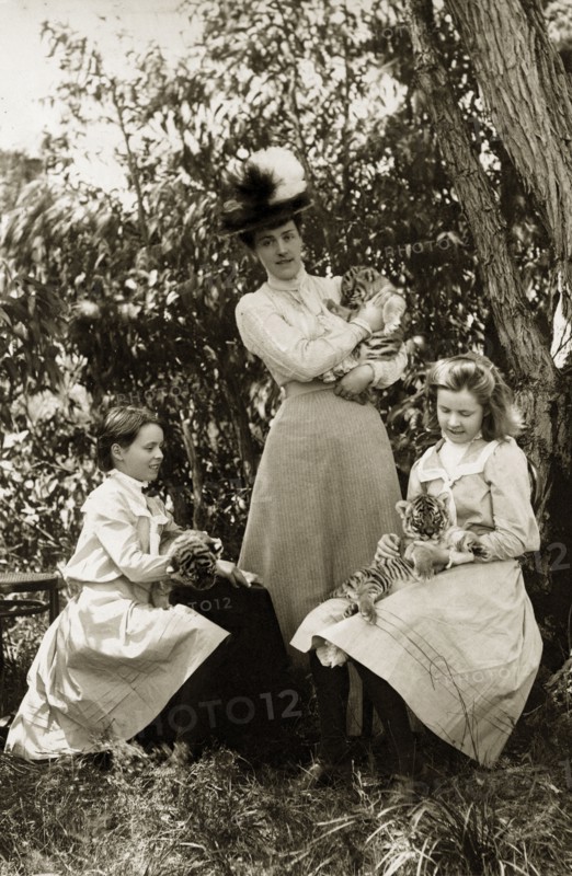 Playing with tiger cubs at Perth Zoo. Lady Annie Lawley (middle) and her daughters, Ursula (right) and Cecilia, play with tiger cubs at Perth Zoo. Perth, Australia, circa 1901. Perth, West Australia, Australia, Australia, Oceania.
