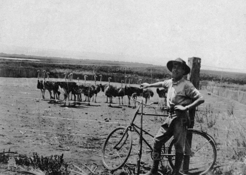 Ostrich farm. A European man stands with a bicycle in front of a flock of ostriches in a fenced paddock at Paul Rainey's ostrich farm. Naivasha, British East Africa (Kenya), 1913. Naivasha, Rift Valley, Kenya, Eastern Africa, Africa.