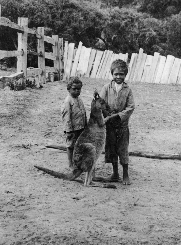 Aboriginal boys with kangaroo. Two barefooted aboriginal boys pet young kangaroo in a fenced paddock. The older boy smiles as he holds the kangaroo's paws in his hands. Rottnest Island, Australia, circa 1901. Rottnest Island, West Australia, Australia, Australia, Oceania.
