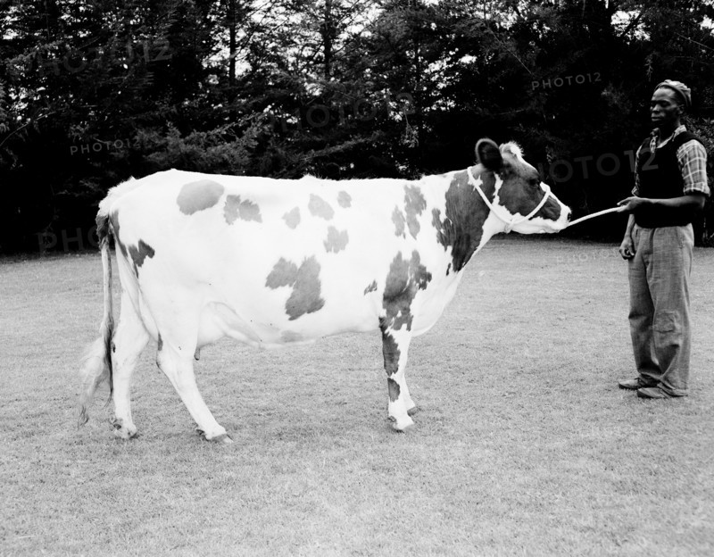 Harold Gill's cow. An African man displays a spotted dairy cow belonging to Harold Gill. Nairobi, Kenya, 18 September 1955. Nairobi, Nairobi Area, Kenya, Eastern Africa, Africa.