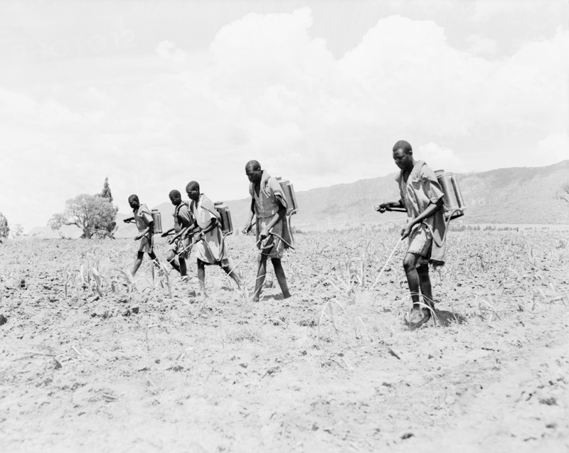 Crop spraying sugar cane. African workers employed by the Miwani Sugar Mills spray a sugar cane crop with pesticide from containers strapped to their backs. Miwani, Kenya, 7-8 November 1955. Miwani, Nyanza, Kenya, Eastern Africa, Africa.
