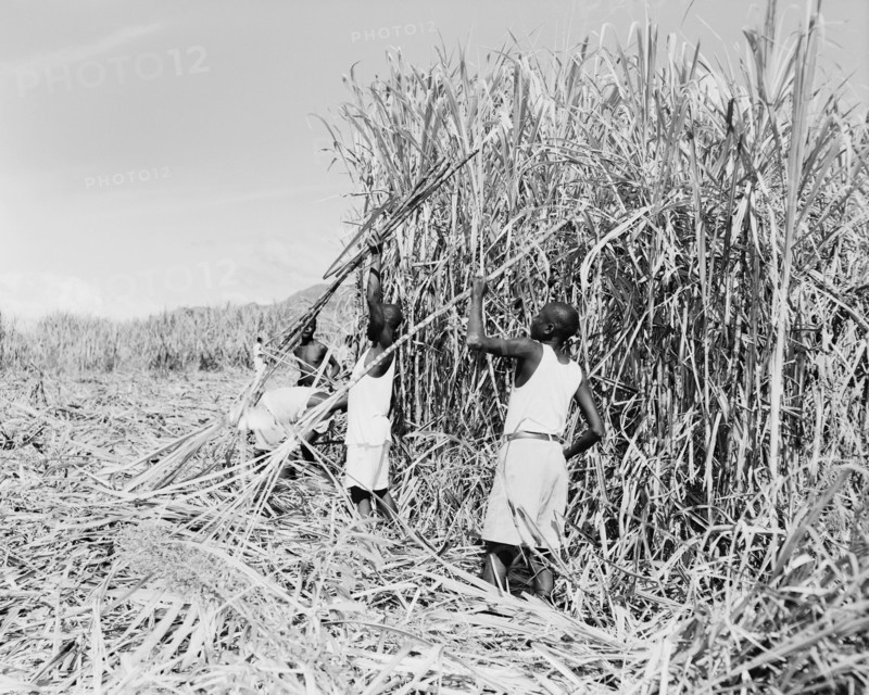 Harvesting sugar cane, Kenya. African workers cut and harvest sugar cane on the Miwani Sugar Mills plantation. Miwani, Kenya, 7-8 November 1955. Miwani, Nyanza, Kenya, Eastern Africa, Africa.
