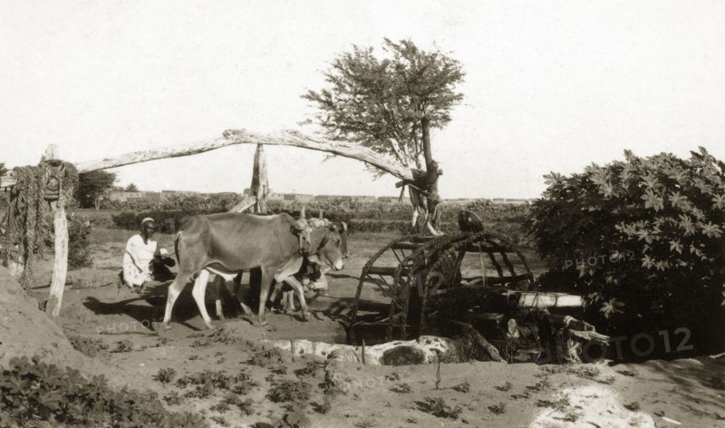 Water-raising machine. Cattle power a 'saquiya' or water-rasing machine on the outskirts of a town. Sudan, circa 1925. Sudan, Eastern Africa, Africa.