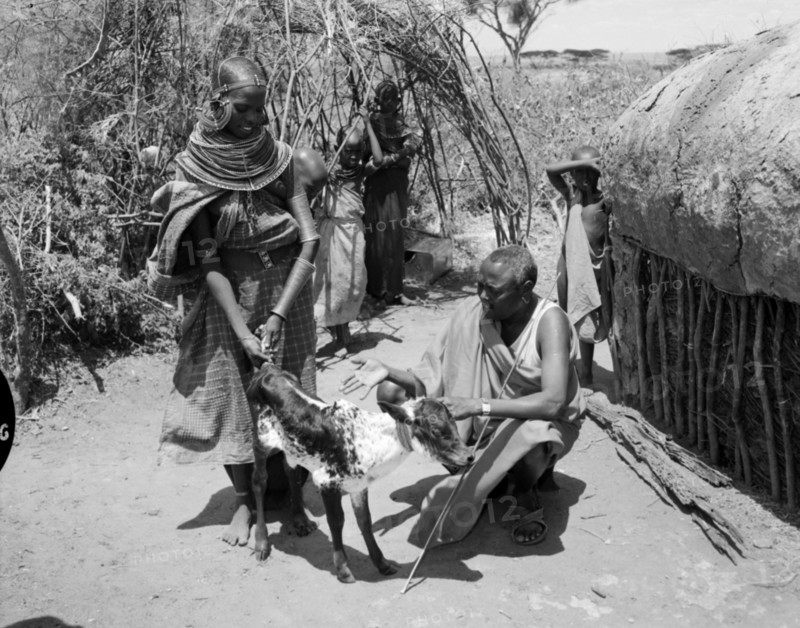 Lesanguniguni and his wife. A Samburu man identified as 'Lesanguriguri' considers a young cow held fast at the tail by his wife. Both wear traditional dress: her's decorated with striking, ornate jewellery. Wamba, Kenya, 13 October 1956. Wamba, Rift Valley, Kenya, Eastern Africa, Africa.