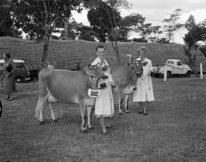 Two of Bernard's Jersey cows. Two prize-winning Jersey cows belonging to Mr Bernard are displayed at the Royal Show. Kenya, 17 October 1956. Kenya, Eastern Africa, Africa.