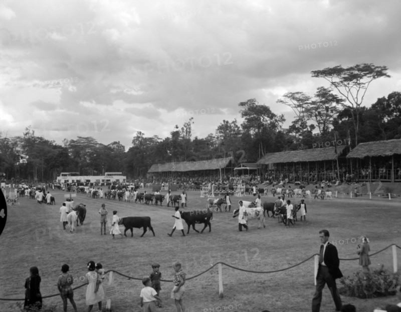 Cattle parade at the Royal Show. Cattle are paraded around an open arena at the Royal Show, watched by a large audience from several spectator stands. Kenya, 17-20 October 1956. Kenya, Eastern Africa, Africa.