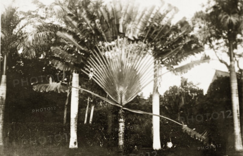 Traveller's Palm. Portrait of a Traveller's Palm (Ravenala madagascariensis), an unusual plant originating from Madagascar that opens like a fan in one direction. Suva, Fiji, 21-27 May 1924. Suva, Viti Levu, Fiji, Pacific Ocean, Oceania.