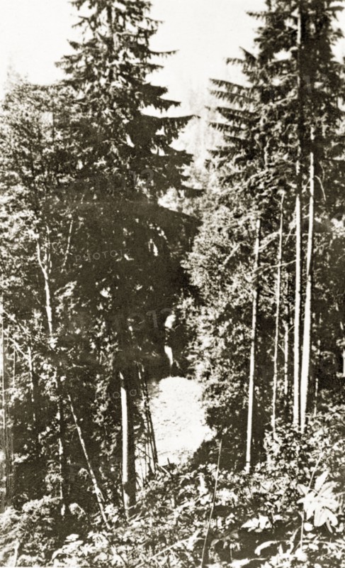 Capilano Canyon. Dense woodland in Capilano Canyon. Vancouver, Canada, 21 June-4 July 1924. Vancouver, British Columbia, Canada, North America, North America .