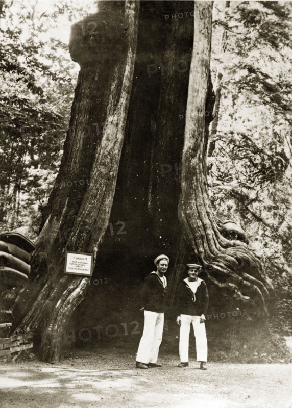 Giant hollow tree. Two sailors pose for the camera in front of a giant hollow tree in Stanley Park. The tree is labelled with a sign that reads: WE SUGGEST that you have a photograph taken IN THE BIG HOLLOW TREE. Vancouver, Canada, 21 June-4 July 1924. Vancouver, British Columbia, Canada, North America, North America .