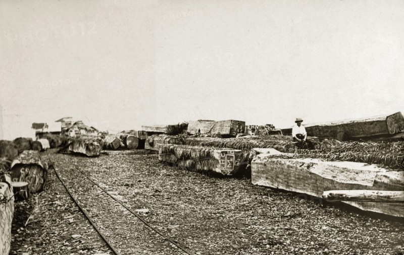 Mahogany wood. Large pieces of mahogany timber ready for use. Western Africa, circa 1920., Western Africa, Africa.