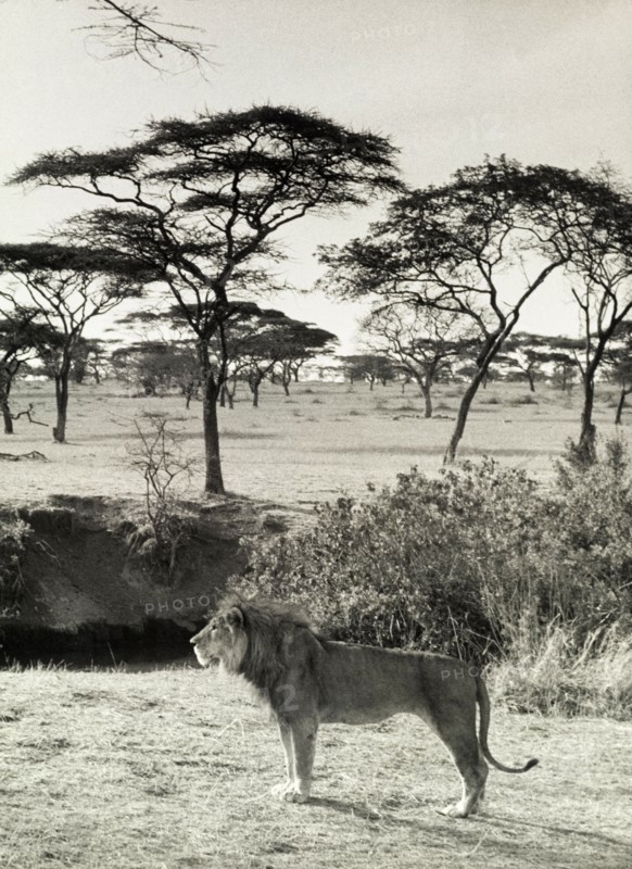 Savannah lion, Tanganyika. Official publicity shot for the Tanganyikan government. A male lion (Panthera leo) on the savannah. Tanganyika Territory (Tanzania), circa 1960. Tanzania, Eastern Africa, Africa.