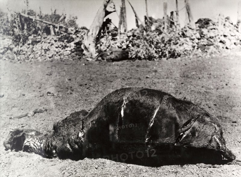 Carcass of a cow killed by Mau Mau fighters. The carcass of a cow killed on a European settler's farm by Mau Mau fighters. Deep slash marks made by 'pangas' are visible on its back and hind quarters. Kenya, circa 1952. Kenya, Eastern Africa, Africa.