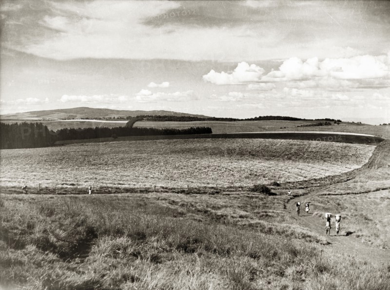 Cultivating pyrethrum in the Kenyan highlands. Agricultural workers walk to and fro on a track leading to a field of cultivated pyrethrum flowers in the Kenyan highlands. Central Kenya, circa 1953., Central (Kenya), Kenya, Eastern Africa, Africa.