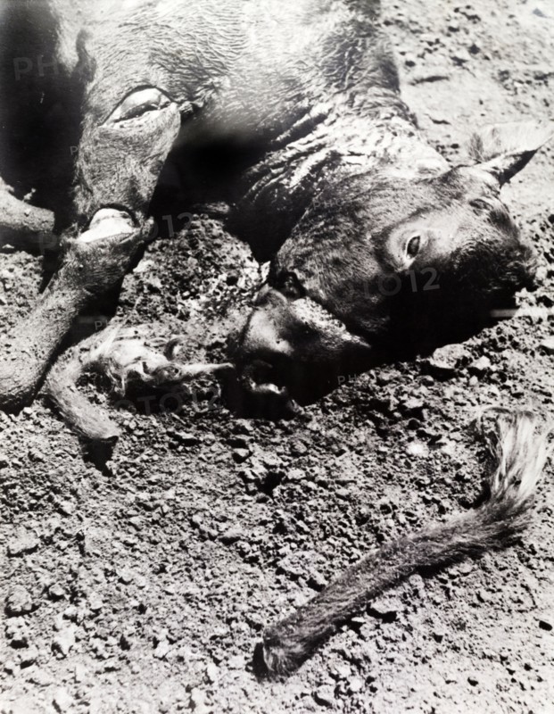 Head of a cow killed by Mau Mau fighters. Close-up of the slashed head and severed tail of a cow killed on a European settler's farm by Mau Mau fighters. Kenya circa 1952. Kenya, Eastern Africa, Africa.