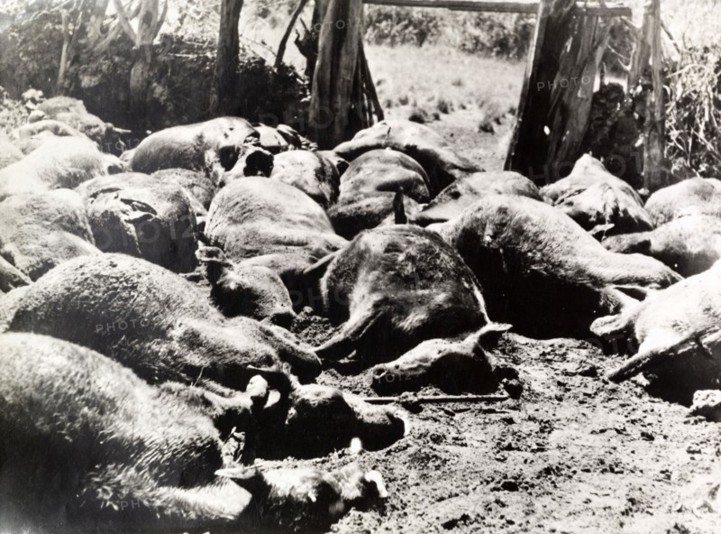Cattle attacked by Mau Mau fighters. Carcasses of dead cattle litter a yard on a European settler's farm. The animals were shot after they had been crippled by Mau Mau fighters slashing at them with pangas or machetes. Kenya circa 1952, Kenya, Eastern Africa, Africa.