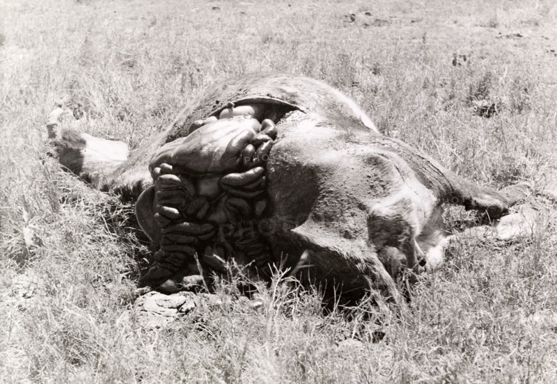 Carcass of a cow killed by Mau Mau fighters. The carcass of a disembowelled cow, slashed to death by Mau Mau fighters, putrifies on the ground. Timau, Kenya, circa September 1952. Timau, East (Kenya), Kenya, Eastern Africa, Africa.