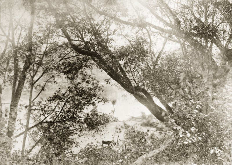 View through trees of the Brisbane river. View from the outback of the Brisbane river, obscured by trees. Queensland, Australia, circa 1890., Queensland, Australia, Australia, Oceania.