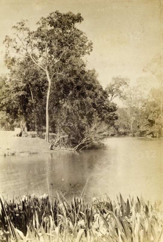 Irises on a bend in the river. A bed of irises fringe the banks at a bend in the river. Queensland, Australia, circa 1890., Queensland, Australia, Australia, Oceania.