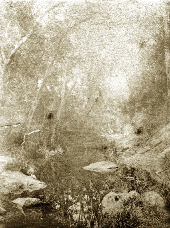 Moggill creek, Australia. Overgrown vegetation in the outback on the banks of Moggill creek. Queensland, Australia, circa 1890., Queensland, Australia, Australia, Oceania.