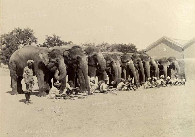Evening feed for an elephant battery. Unsaddled elephants working in the heavy battery division of the Royal Artillery take a break for their evening meal. According to the caption, their mahouts (elephant handlers) are feeding them chapatis, a type Indian bread. India, circa 1895. India, Southern Asia, Asia.