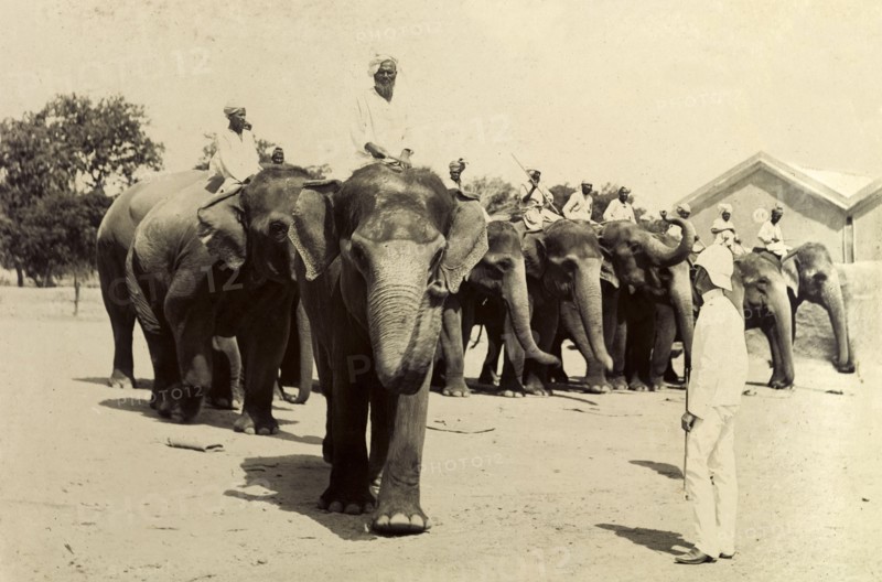 Marching off in file. Mahouts (elephant handlers) riding elephants in the heavy battery division of the Royal Artillery direct their animals to march, filing past a British officer dressed all in white. India, circa 1895. India, Southern Asia, Asia.