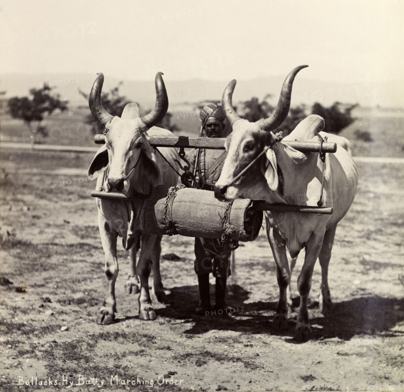 Horned bullocks at work. Two horned bullocks are driven through a field by their master, tethered side by side with a wooden yolk. The original caption suggests the animals are working in a heavy battery division. India, circa 1895. India, Southern Asia, Asia.