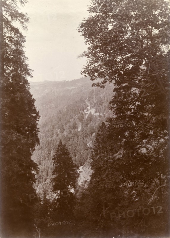 Forested hills close to Murree. View through the trees of the densely forested Himalayan mountain terrain surrounding the town of Murree. India (Pakistan), circa 1895., North West Frontier Province, Pakistan, Southern Asia, Asia.