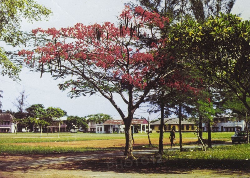 African tulip tree. A colourful tourist postcard of an African tulip tree, pictured in full blossom in the grounds of Yaba College of Technology. Yaba, Nigeria, circa 1975. Yaba, Lagos, Nigeria, Western Africa, Africa.