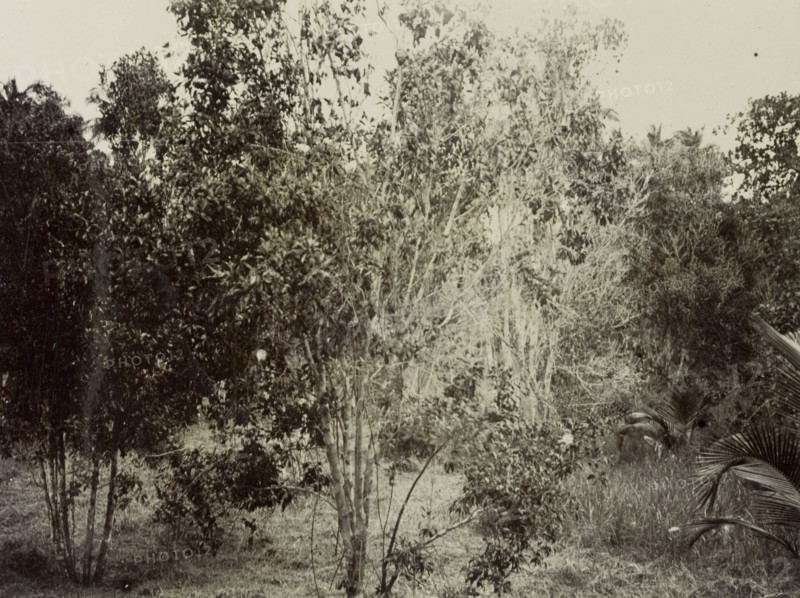 A clove tree, Zanzibar. A clove tree growing in the wild on the island of Zanzibar. Zanzibar (Tanzania), 1906., Zanzibar Urban/West, Tanzania, Eastern Africa, Africa.