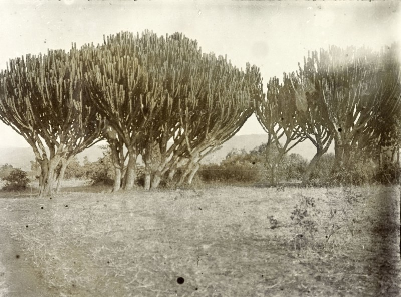 Euphorbia trees, Kenya. A group of Euphorbia trees (Candelabra euphorbia), a spiny plant whose leaves grow into chandelier-like formations. British East Africa (Kenya), 1906. Kenya, Eastern Africa, Africa.