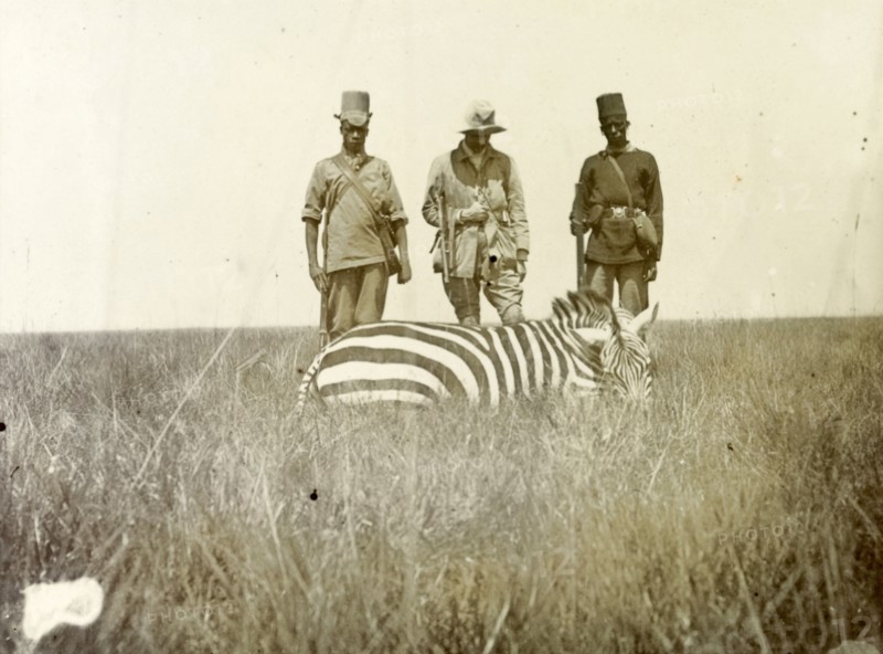 Hunters with zebra carcass. A European man identified as 'Hobley' stands between two African guides and inspects the body of a zebra slumped in the grass. British East Africa (Kenya), 1906. Kenya, Eastern Africa, Africa.