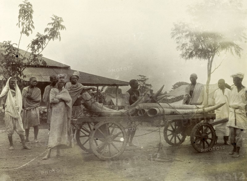 Ivory on a cart at Kisumu. Kenyan traders load up a cart with elephant tusks. British East Africa (Kenya), 1906. Kenya, Eastern Africa, Africa.