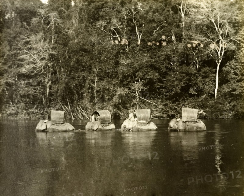 Perak river elephants. Elephants laden for a trigonometrical survey trip wade through the Perak River. Perak, British Malaya (Malaysia), circa December 1901., Perak, Malaysia, South East Asia, Asia.