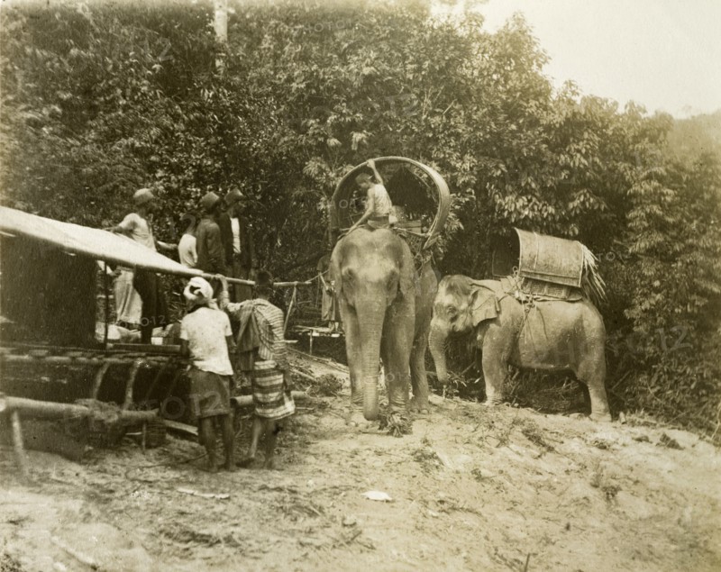 Laden elephants, Malaysia. Working elephants, laden for a trigonometrical survey. Near Janing, British Malaya (Malaysia), circa December 1901. Malaysia, South East Asia, Asia.
