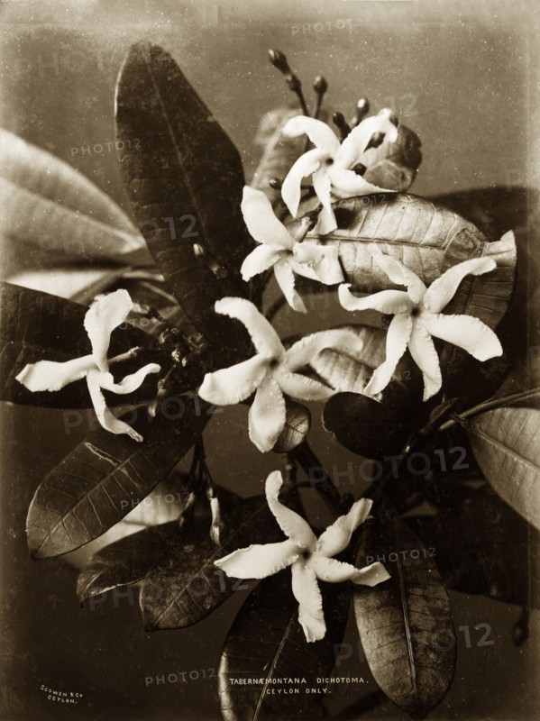 Rare flower of Ceylon. Botanical study of a Tabernaemontana dichotoma in flower. Ceylon (Sri Lanka), circa 1885. Sri Lanka, Southern Asia, Asia.