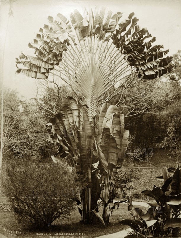 Traveller's Palm. Botanical portrait of a Traveller's Palm (Ravenala madagascariensis), probably growing in Peradeniya Botanic Gardens. Kandy, Ceylon (Sri Lanka), circa 1885. Kandy, Central (Sri Lanka), Sri Lanka, Southern Asia, Asia.