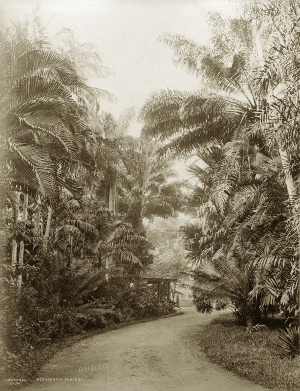 Peradeniya Botanical Gardens. View of a walk through the Peradeniya Botanic Gardens. Kandy, Ceylon (Sri Lanka), circa 1885. Kandy, Central (Sri Lanka), Sri Lanka, Southern Asia, Asia.