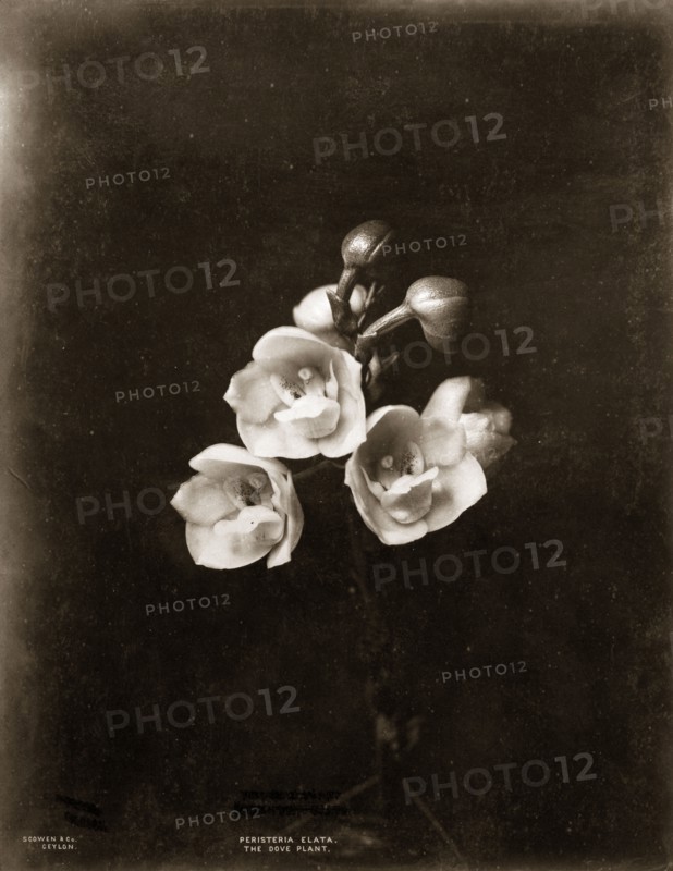 Panama dove orchid. Botanical portrait of a Panama dove orchid or Holy Spirit plant (Peristeria elata), the national flower of Panama. Ceylon (Sri Lanka), circa 1885. Sri Lanka, Southern Asia, Asia.