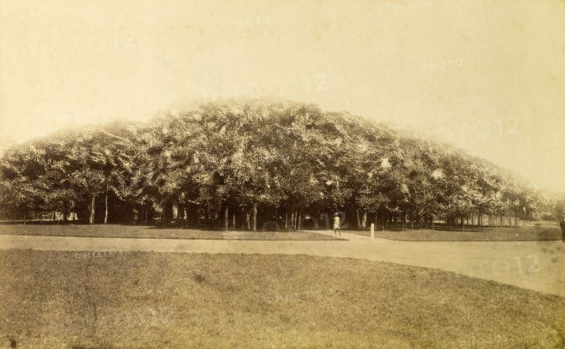 Banyan trees, Calcutta. A mass of sprawling foliage belonging to a plantation of Banyan trees at the botantical gardens in Calcutta (Kolkata). Calcutta (Kolkata), India, circa 1890. Kolkata, West Bengal, India, Southern Asia, Asia.