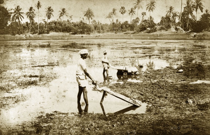 Washing at Ballygunge, India. Indian men wash clothes on wooden washing boards propped up in the mud of a shallow lake at Ballygunge, a locality of Calcutta (Kolkata). Calcutta (Kolkata), India, circa 1890. Kolkata, West Bengal, India, Southern Asia, Asia.