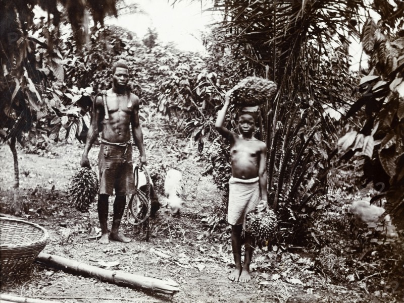 Carrying palm oil nuts. A man and a girl carry bunches of palm oil nuts for the African Oil Nuts Company. Badagry, Nigeria, circa 1925. Badagry, Lagos, Nigeria, Western Africa, Africa.