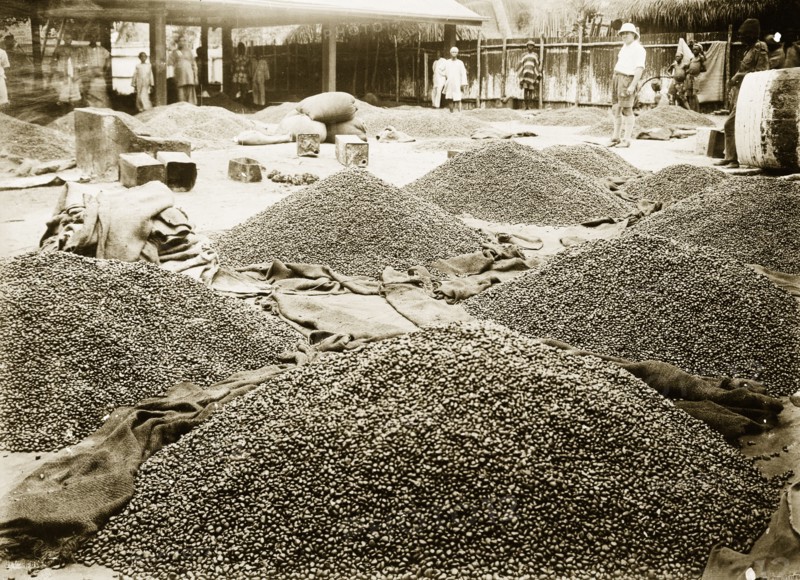 Palm oil kernals under inspection. Heaps of palm oil kernels in the yard of the African Oil Nuts Company. Badagry, Nigeria, September 1927. Badagry, Lagos, Nigeria, Western Africa, Africa.