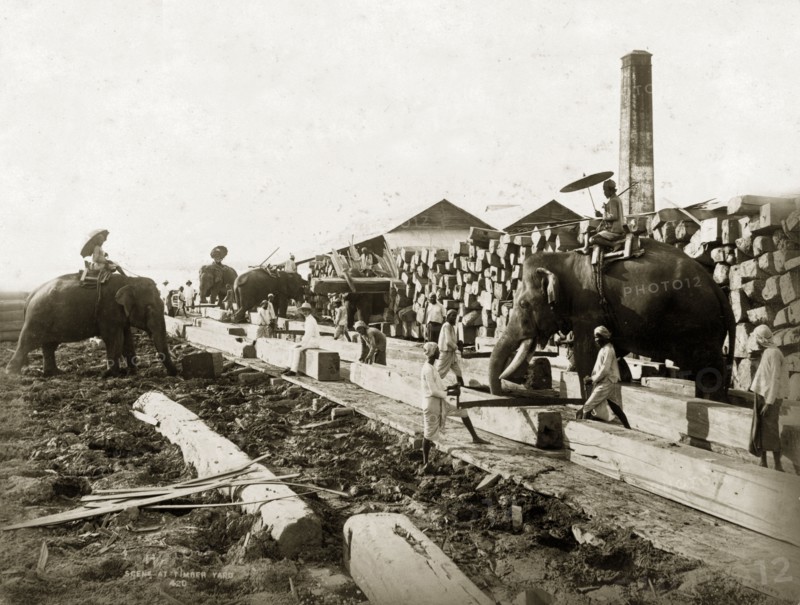 Elephants in a timber yard, Burma (Myanmar). Four elephants are put to work in a teak timber yard, directed by mahouts (elephant handlers) who ride on their backs. Other workers can be seen preparing the timber on the ground. Probably Rangoon (Yangon), Burma (Myanmar), circa 1885. Yangon, Yangon, Burma (Myanmar), South East Asia, Asia.