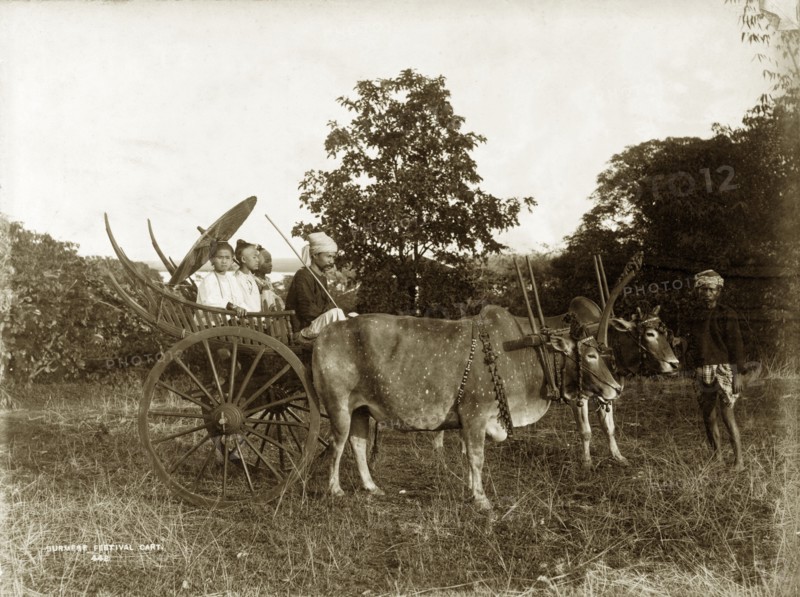 Burmese festival cart. Two humped bullocks stand together, fastened by a spiked wooden yoke to a two-wheeled cart. Three well-dressed Burmans with a parasol are seated in the cart, a driver perched in front of them. An attendant stands by the bullocks. Burma (Myanmar), circa 1885. Burma (Myanmar), South East Asia, Asia.