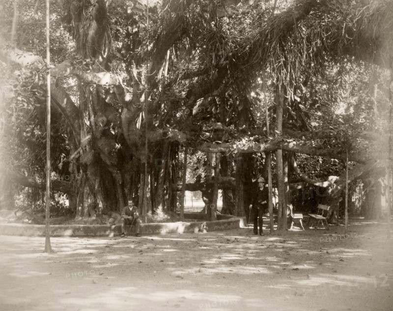 In the shade of the Banyan tree. Two men pause for thought under a large Banyan tree growing in botanical gardens. Possibly Kolkata, India, circa 1890. India, Southern Asia, Asia.
