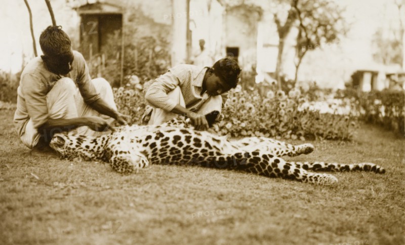 Skinning a panther. Two servants prepare to skin a dead panther lying outstretched on the ground, a trophy from a big game hunt. Probably Kumarpur, Bengal, India (Barisal, Bangladesh), circa 1940. Bangladesh, Southern Asia, Asia.