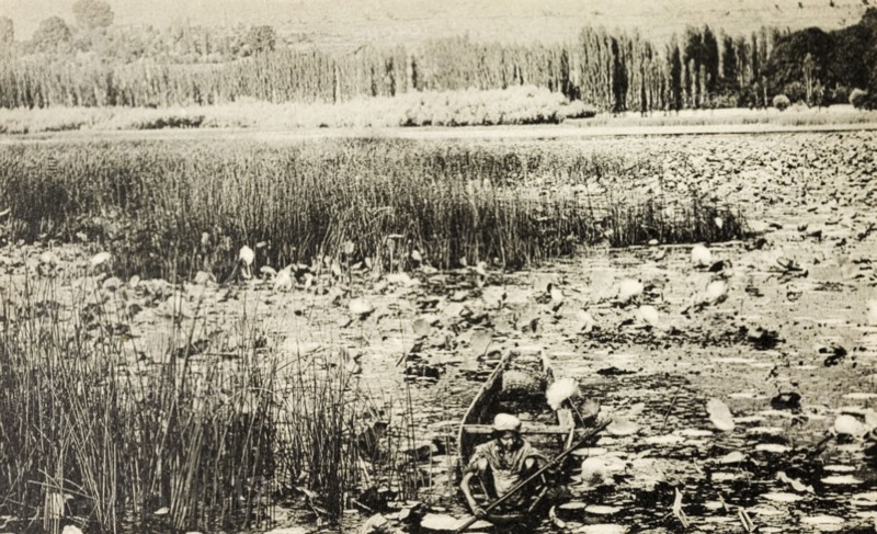 Canoe on Dal Lake. An Indian man squats low in a small canoe as he paddles through a dense layer of water hyacinths covering the surface of the Dal Lake. Srinagar, India, circa 1920. Srinagar, Jammu and Kashmir, India, Southern Asia, Asia.