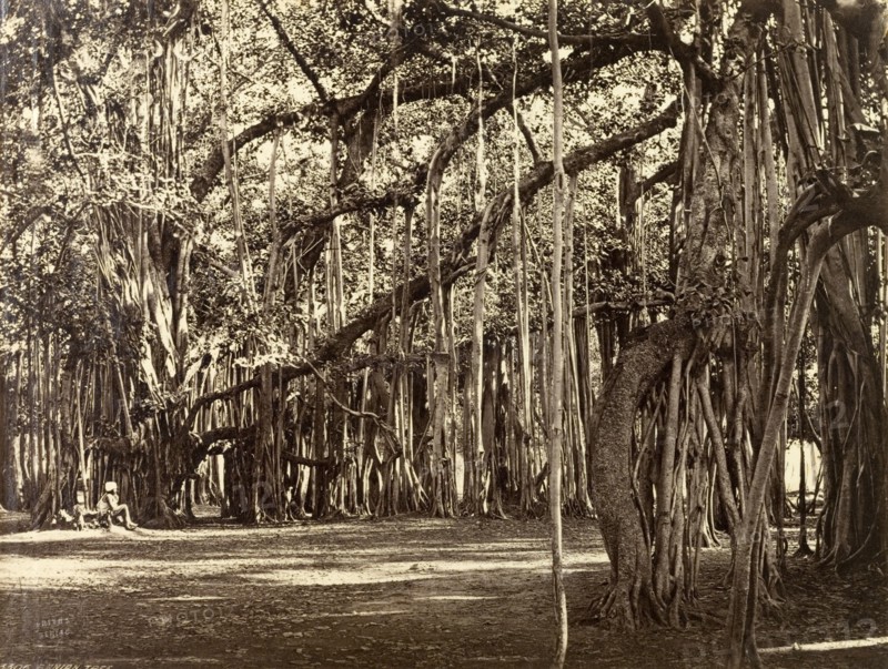 An Indian Banyan tree. An Indian Banyan tree (Ficus benghalensis), a type of tropical fig that can grow to giant proportions and cover several hectares. Possibly Calcutta (Kolkata), India, circa 1885. Kolkata, West Bengal, India, Southern Asia, Asia.